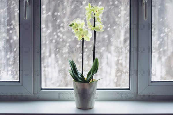 Orchid booming on windowsill in winter, Phalaenopsis plant care, flowering houseplants in cold
