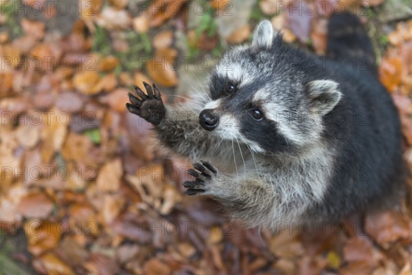 Raccoon (Procyon lotor) Saxony-Anhalt, Germany, Europe