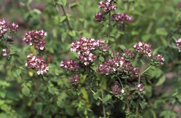 Marjoram (origanum majorana) Bloom