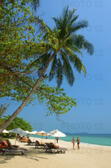 Chaweng Beach, Ko Samui Island, Thailand, Southern Thailand, Palm Beach, Palm Trees, Asia