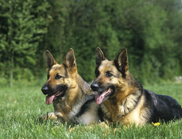 German Shepherd Dog, Adults laying on Grass