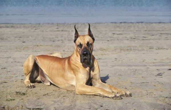 GREAT DARE OR GERMAN MASTIFF LAYING DOWN ON BEACH (OLD STANDARD BREED WITH CUT EARS)