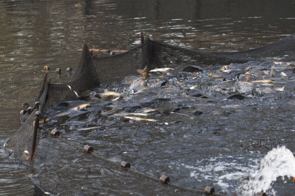 Common carp (Cyprinus carpio) in fishing net, during fishing of carp pond, Stradower Teiche,