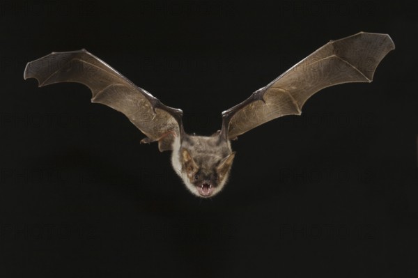 Greater mouse-eared bat (Myotis myotis), exempt, Germany, Europe
