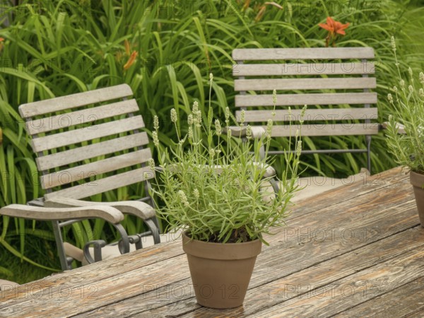 Wooden table with lavender pot and two wooden chairs in a green garden, borken, westphalia, germany