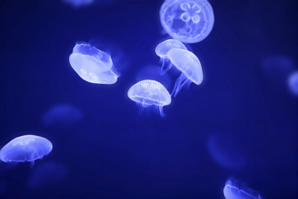 Moon jellyfish over blue water Aurelia Aurita