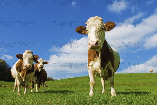 Three dairy cows, cattle, herd on the pasture, blue sky, sunshine, curiously watching the