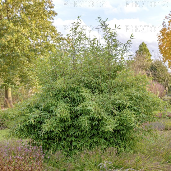 Glossy umbrella bamboo (Fargesia nitida 'Winter Joy'), Anchers Havecenter, Boskoop, Zuid-Holland,