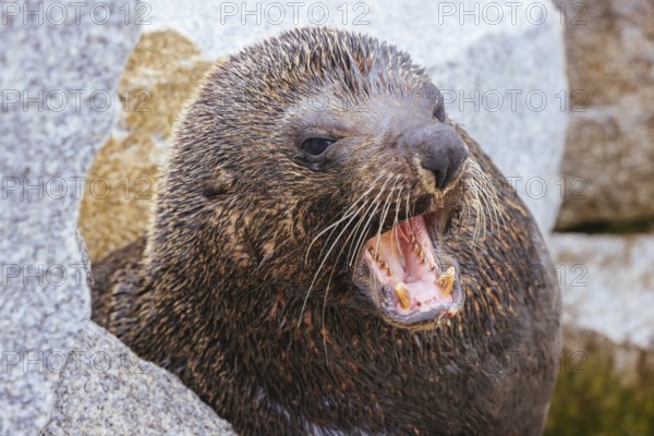 An Australian Fur Seal basks in the sun on rocks in summer near Wagonga Inlet in Narooma, New South