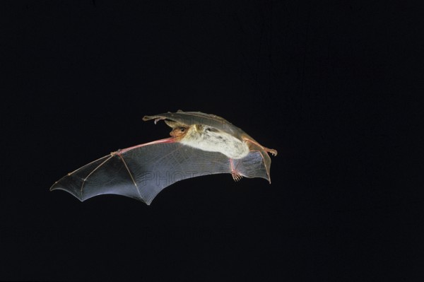 Mouse-Eared Bat (myotis myotis), Adult in Flight against Black background