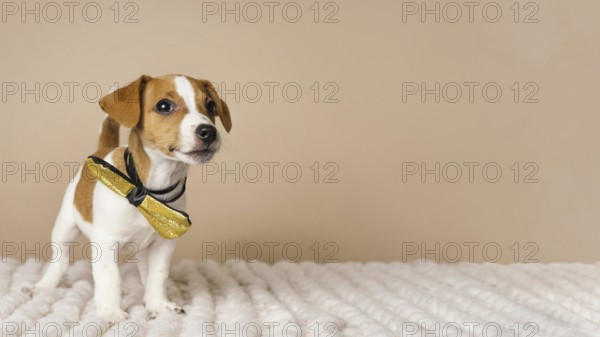 Cute beagle wearing yellow bow time. Resolution and high quality beautiful photo