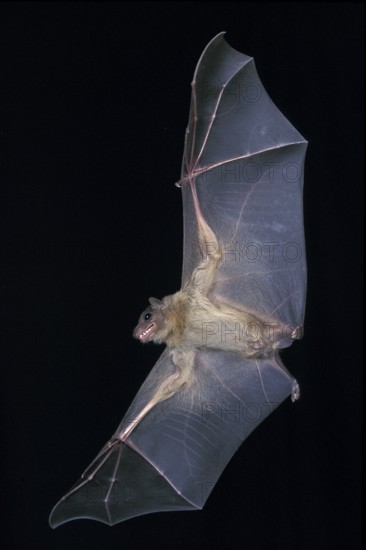 Mouse-Eared Bat (myotis myotis), Adult in Flight