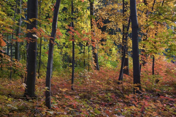 Deciduous forest with American Red Oak, Belgium (Quercus rubra)