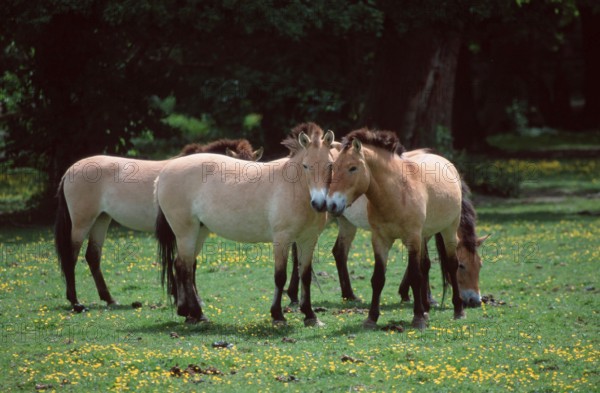 Przewalski's horses (Equus przewalskii), pair, Przewalski's Wild Horses, pair (mammals) (mammal