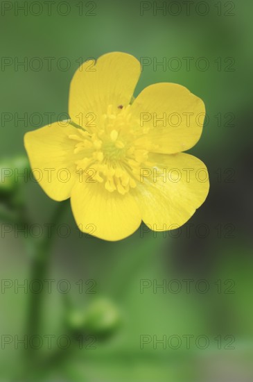 Meadow Buttercup (Ranunculus acris), North Rhine-Westphalia, Germany, Europe