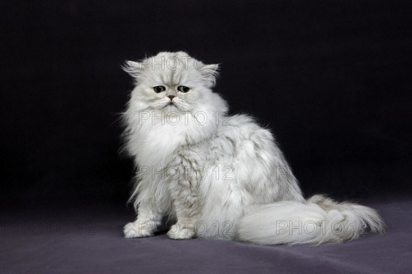 Silver Chinchilla Persian Domestic Cat with Green Eyes, Adult Sitting on Black Background