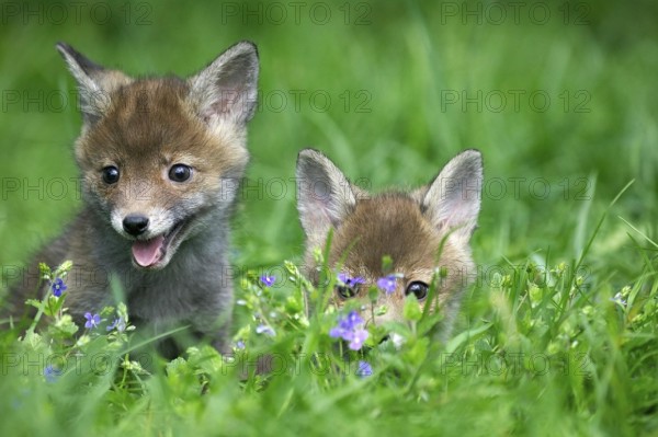 Red Fox (vulpes vulpes), Pup with Flowers, Normandy