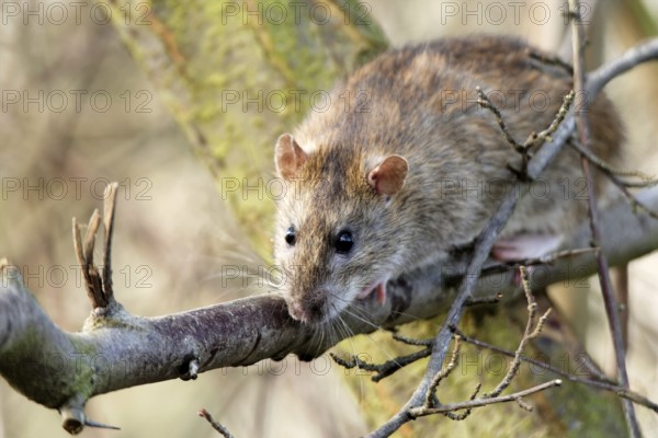 Norway rat on a tree