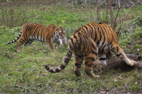 Siberian Tiger (panthera tigris altaica) with a Kill, a Wild boar