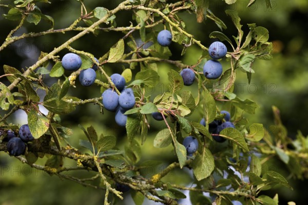 Quetsche Plums, prunus domestica, Fruits on Branch in Normandy