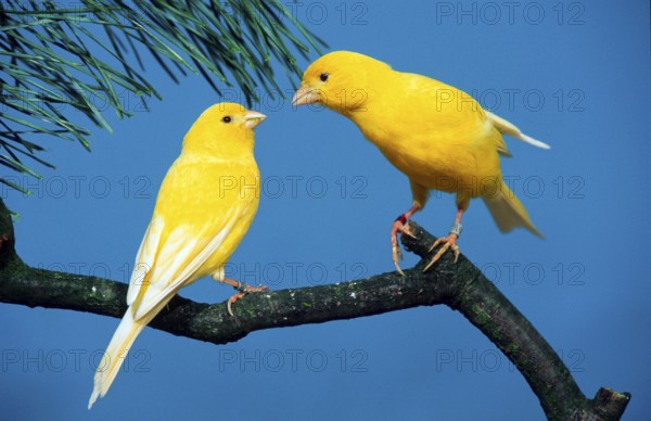 Canary, yellow