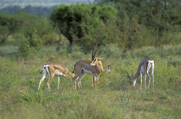 Grant's Gazelle (gazella granti), Herd, Kenya, Africa