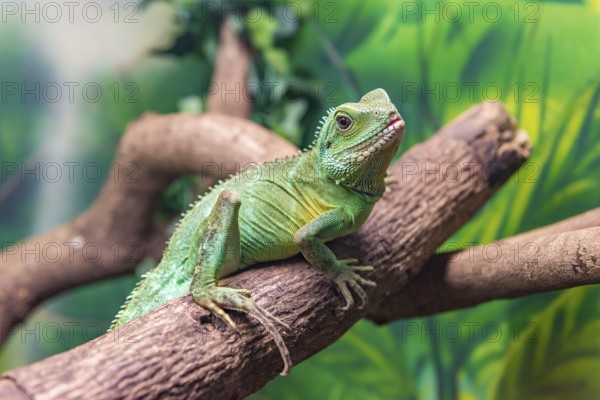 Chinese Water Dragon (Physignathus cocincinus) slithering on a branch