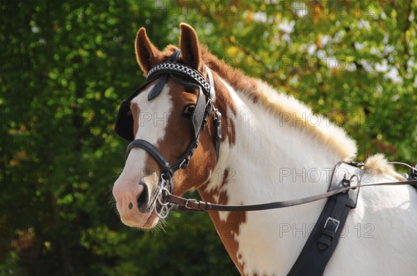 Driving, single carriage, breastplate tension, driving snaffle, blinkers, chestnut pinto