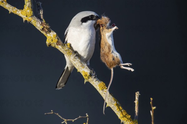Great Grey Shrike (Lanius excubitor) consuming a mouse impaled in a thorn bush, Germany, Europe
