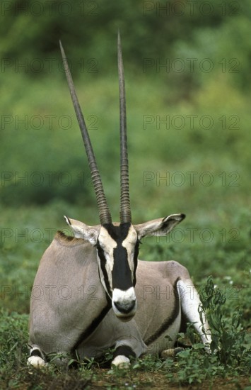 Beisa Oryx (oryx beisa), Male laying down, Kenya, Africa