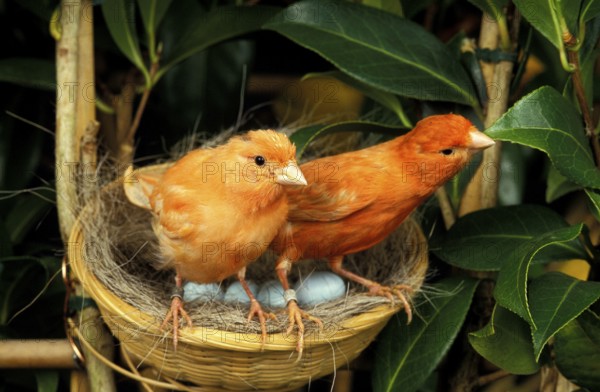 RED CANARY, PAIR IN NEST WITH EGGS