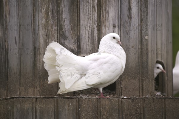 White fan pigeon