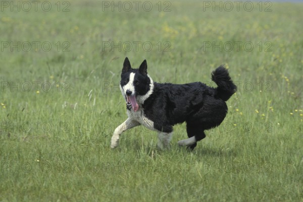 Karelian bear dog runs on grass
