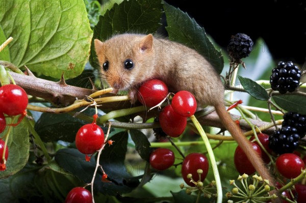 Common Dormouse (muscardinus avellanarius), Adult standing on Branch with Blackberries and Red