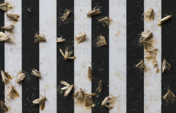 Common clothes moths (Tineola bisselliella) on adhesive strips of a moth trap, Frankfurt am Main,