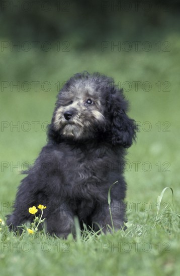 Grey Miniature Poodle Dog, Puppy