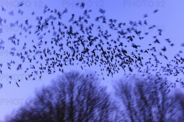 Western jackdawsschwarm (Corvus monedula) , Lower Saxony, Germany, Europe