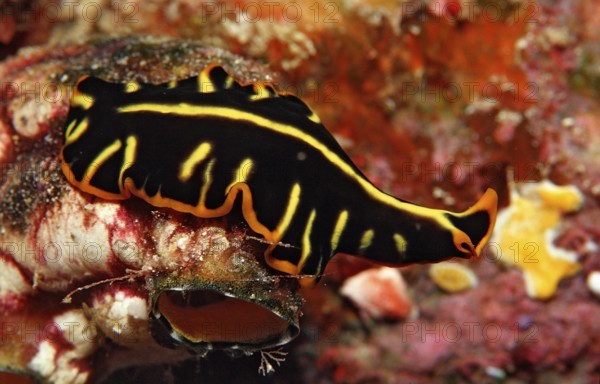 Flatworm, whirlpool worm, Planthelminthes, Indonesia, Wakatobi Dive Resort, Sulawesi, Indian Ocean,