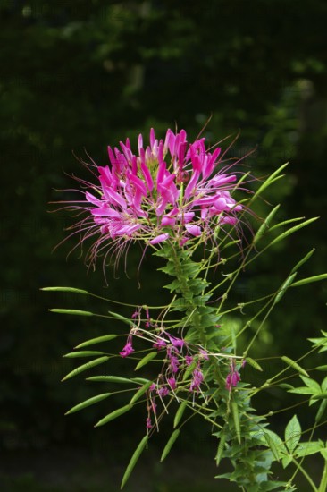 Spider flower