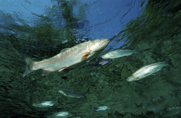 Rainbow trout, Oncorhynchus mykiss, Germany, Bavaria, Europe