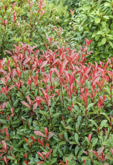 Photinia × fraseri 'Carré Rouge', Cambridge Botanical Garden, Germany, Europe