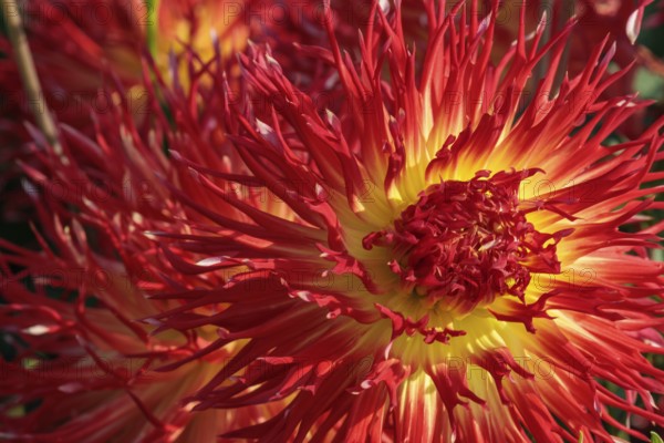 Red dahlia flower with yellow centre and pointed petals, illuminated by sunlight, legden,