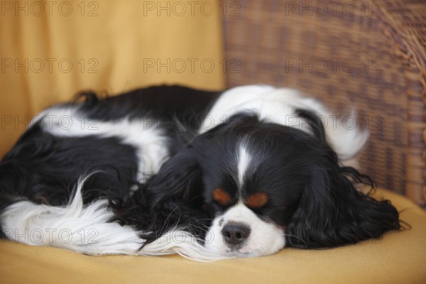 Cavalier King Charles Spaniel, tricolour