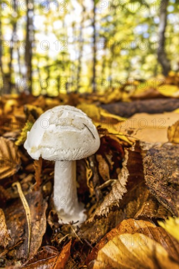 Poisonous mushrooms yellow button mushroom