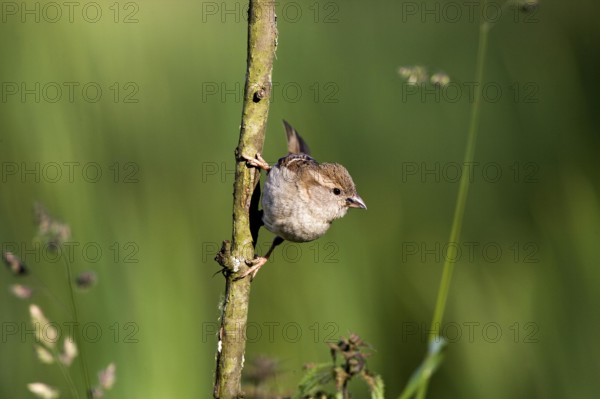 House Sparrow (passer domesticus), Female standing on Branch, Normandy