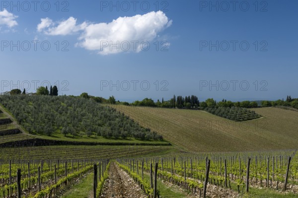 Vineyards, Chianti region, Tuscany, Italy, Europe