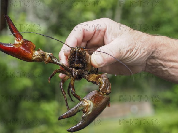 Signal crayfish (Pacifastacus leniusculus), in a hand
