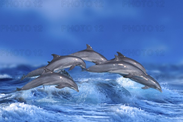 Bottlenose Dolphins (Tursiops truncatus)