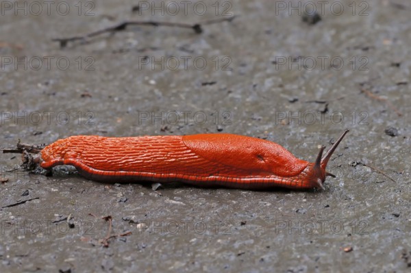 Red slug (Arion rufus), North Rhine-Westphalia, red slug, great slug, free-standing, Germany,