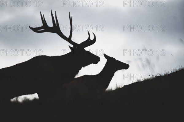 Silhouette of a bull moose and a cow moose (cervus canadensis) during the mating season, Yukon
